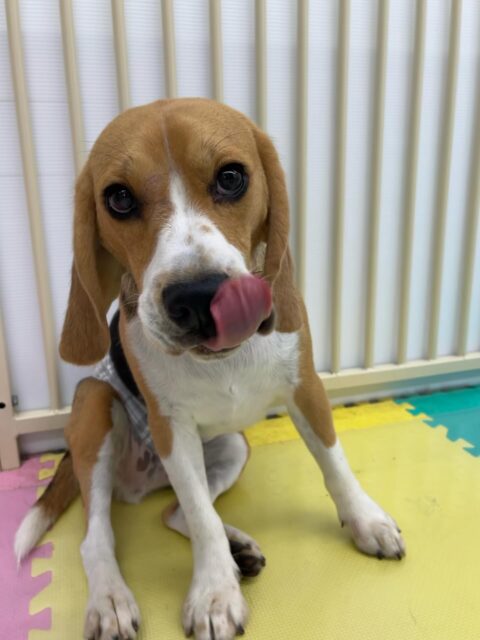 ジョージちゃん🐶
コハクちゃんと走り回って遊んだり、体験に来たこと仲良く遊んでいました✨️
お散歩トレーニングでは少し引っ張っりがありましたが頑張っていました！！
🐾🐶愛犬のお悩みご相談ください🐶🐾
@kenkohmura_official
 ↑フォロー待ってます↑

〒955-0091 新潟県三条市上須頃大割４２８−１
☎︎ 0256-35-2571
✉️ info@kenkohmura.jp
HP: http://kenkohmura.jp
LINE: https://lin.ee/7LIz5sb

#犬幸村#犬の幼稚園 #吠える噛む #犬のしつけ #トイレ
 ビーグル ビーグル大好き ビーグル可愛い