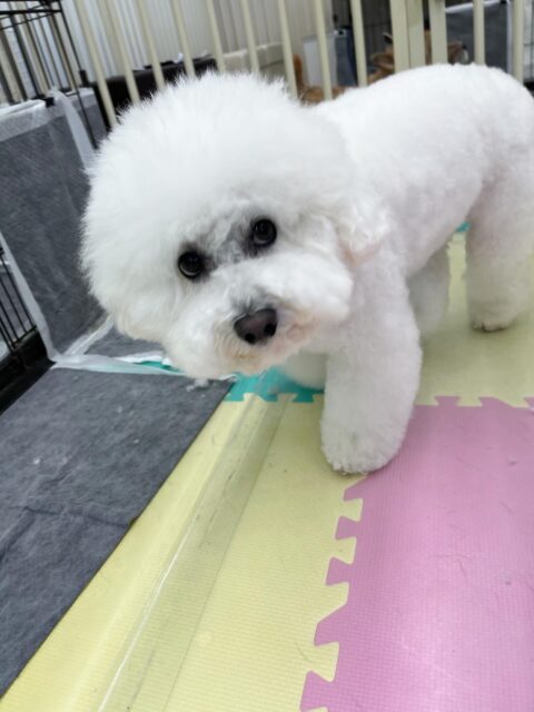 ピピちゃん🐶
小乃輔ちゃんから気にいられて遊びに誘われていました😄
お散歩トレーニングでは上手に隣について歩いていました👏
🐾🐶愛犬のお悩みご相談ください🐶🐾
@kenkohmura_official
 ↑フォロー待ってます↑

〒955-0091 新潟県三条市上須頃大割４２８−１
☎︎ 0256-35-2571
✉️ info@kenkohmura.jp
HP: http://kenkohmura.jp
LINE: https://lin.ee/7LIz5sb

#犬幸村#犬の幼稚園 #吠える噛む #犬のしつけ #トイレ
 ビションフリーゼ ビションフリーゼ可愛い ビションフリーゼ大好き
