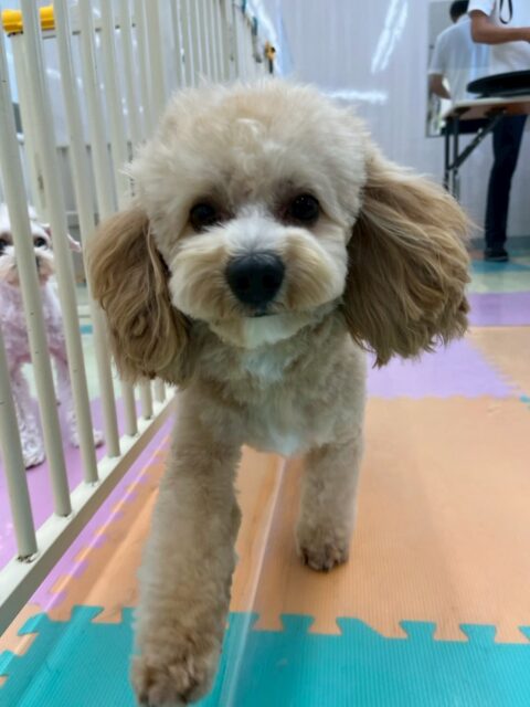 モモちゃん🐶
本日は非常に相性の良いポコちゃんやププちゃん、ふうちゃん達と走り回ったり、みんなで激しいワンプロを仕掛けあったりして非常に楽しそうに過ごしていました👍

🐾🐶愛犬のお悩みご相談ください🐶🐾
@kenkohmura_official
 ↑フォロー待ってます↑

〒955-0091 新潟県三条市上須頃大割４２８−１
☎︎ 0256-35-2571
✉️ info@kenkohmura.jp
HP: http://kenkohmura.jp
LINE: https://lin.ee/7LIz5sb

#犬幸村#犬の幼稚園 #吠える、噛む #犬のしつけ #トイレ
ミックスミックス犬ミックス犬可愛いミックス犬大好きミックス犬倶楽部