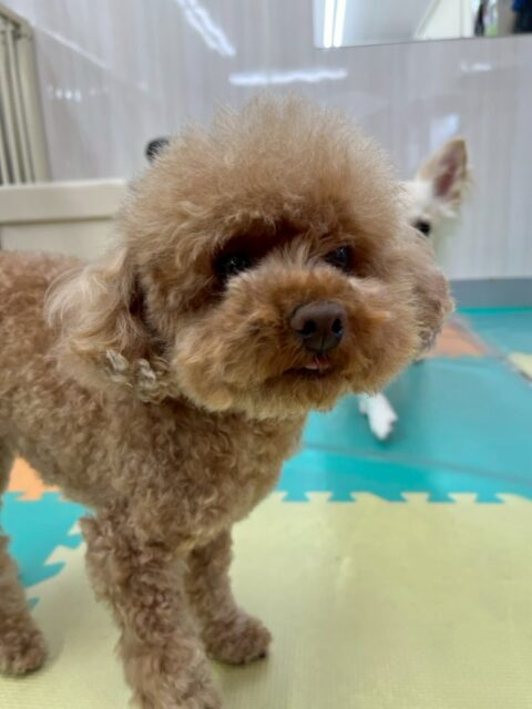 結希ちゃん🐶
本日は朝から必殺かまってパンチをスタッフに繰り出していました🤭朝から可愛いすぎました😍
園内ではププちゃんやモカちゃん達のチームトイプー同士で匂いを嗅ぎ合ったり、挨拶をしあったりして過ごしていました👍
🐾🐶愛犬のお悩みご相談ください🐶🐾
@kenkohmura_official
↑フォロー待ってます↑
〒955-0091 新潟県三条市上須頃大割428−1
☎︎ 0256-35-2571
✉️ info@kenkohmura.jp
HP: http://kenkohmura.jp
LINE: https://lin.ee/7LIz5sb
#犬幸村#犬の幼稚園 #吠える、噛む #犬のしつけ #トイレ
トイプートイプー可愛いトイプー大好きトイプー倶楽部トイプー可愛いすぎる