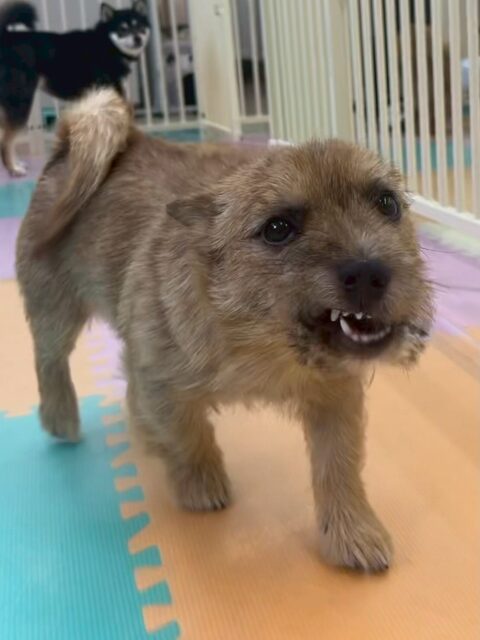 本日の鶴丸🐶
本日はニコペットのちびっ子達がスタッフの膝の上におり、きちんと順番待ちをしてから撫でられていました🤭
他にもつむぎちゃんやププちゃん、ニコペットのちびっ子達にちょっかいを出したりして過ごしていました🙇

🐾🐶愛犬のお悩みご相談ください🐶🐾
@kenkohmura_official
 ↑フォロー待ってます↑

〒955-0091 新潟県三条市上須頃大割４２８−１
☎︎ 0256-35-2571
✉️ info@kenkohmura.jp
HP: http://kenkohmura.jp
LINE: https://lin.ee/7LIz5sb

#犬幸村#犬の幼稚園 #吠える、噛む #犬のしつけ #トイレ
ノーリッチテリアノーリッチテリア可愛いノーリッチテリア大好きノーリッチテリア倶楽部