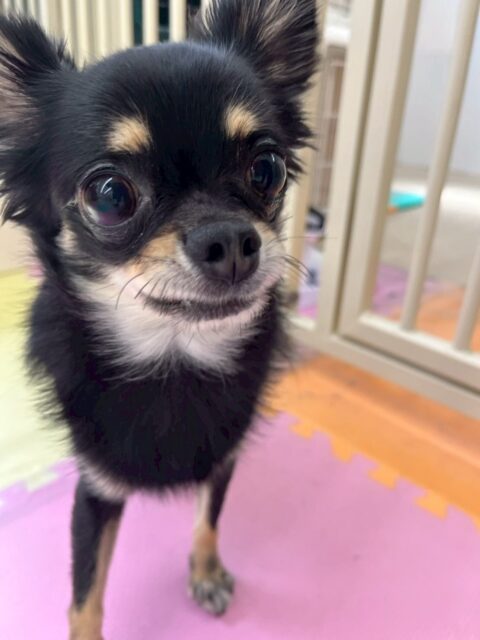 ひなたちゃん🐶
本日はクッキーちゃんやププちゃん、モモちゃん達と走り回ったり、ワンプロを仕掛けあったりしていつもよりも激しく楽しめていました👍

🐾🐶愛犬のお悩みご相談ください🐶🐾
@kenkohmura_official
 ↑フォロー待ってます↑

〒955-0091 新潟県三条市上須頃大割４２８−１
☎︎ 0256-35-2571
✉️ info@kenkohmura.jp
HP: http://kenkohmura.jp
LINE: https://lin.ee/7LIz5sb

#犬幸村#犬の幼稚園 #吠える、噛む #犬のしつけ #トイレ
チワワチワワ可愛いチワワ大好きチワワ倶楽部チワワ可愛いすぎる