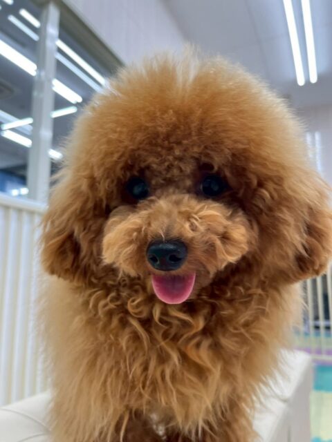 ププちゃん🐶
本日はクッキーちゃんとかなり相性が良いのかワンプロを仕掛けあったり、駆け引きをしたりして非常に楽しそうに遊べていました👍

🐾🐶愛犬のお悩みご相談ください🐶🐾
@kenkohmura_official
 ↑フォロー待ってます↑

〒955-0091 新潟県三条市上須頃大割４２８−１
☎︎ 0256-35-2571
✉️ info@kenkohmura.jp
HP: http://kenkohmura.jp
LINE: https://lin.ee/7LIz5sb

#犬幸村#犬の幼稚園 #吠える、噛む #犬のしつけ #トイレ
トイプートイプー可愛いトイプー大好きトイプー倶楽部トイプー可愛いすぎる
