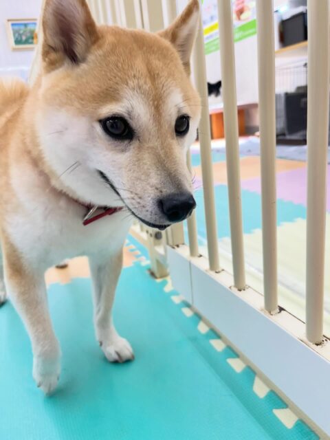 寅丸ちゃん🐶
コハクちゃんやまめちゃんと激しくおしゃべりしていました😊
レーキングでは沢山毛が抜けました！
⁡
歯磨きトレーニング開始して1年8ヶ月経過しました🦷🪥✨
これからも頑張りましょう！！
🐾🐶愛犬のお悩みご相談ください🐶🐾
@kenkohmura_official
 ↑フォロー待ってます↑

〒955-0091 新潟県三条市上須頃大割４２８−１
☎︎ 0256-35-2571
✉️ info@kenkohmura.jp
HP: http://kenkohmura.jp
LINE: https://lin.ee/7LIz5sb

#犬幸村#犬の幼稚園 #吠える噛む #犬のしつけ #トイレ
 豆柴 豆柴大好き 豆柴可愛い