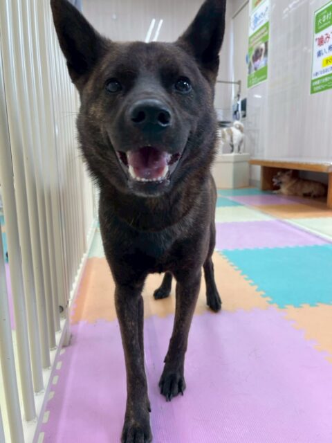 夏紬ちゃん🐶
本日はBOSSちゃんやププちゃん、ニコペットのちびっ子達と走り回ったり、みんなで追いかけっこをしたりして過ごしていました🤭
🐾🐶愛犬のお悩みご相談ください🐶🐾
@kenkohmura_official
↑フォロー待ってます↑
〒955-0091 新潟県三条市上須頃大割428−1
☎︎ 0256-35-2571
✉️ info@kenkohmura.jp
HP: http://kenkohmura.jp
LINE: https://lin.ee/7LIz5sb
#犬幸村#犬の幼稚園 #吠える、噛む #犬のしつけ #トイレ
甲斐犬甲斐犬可愛い甲斐犬大好き甲斐犬倶楽部