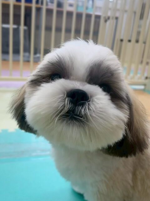 マルちゃん🐶
本日も諦めない精神でみんなにちょっかいを出したり、一生懸命に遊びを誘ったりして可愛いすぎました😍

可愛いアピールが上手なマルちゃんスタッフも他の子達も釘付けでした🤭

🐾🐶愛犬のお悩みご相談ください🐶🐾
@kenkohmura_official
 ↑フォロー待ってます↑

〒955-0091 新潟県三条市上須頃大割４２８−１
☎︎ 0256-35-2571
✉️ info@kenkohmura.jp
HP: http://kenkohmura.jp
LINE: https://lin.ee/7LIz5sb

#犬幸村#犬の幼稚園 #吠える、噛む #犬のしつけ #トイレ
シーズーシーズー可愛いシーズー大好きシーズー倶楽部シーズー可愛いすぎる