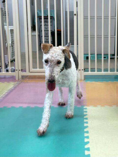 ポコちゃん🐶
本日はベストパートナーが見つかりました‼️マルちゃんとは相性抜群でお互いワンプロを仕掛けあったり、走り回ったりして非常に楽しそうに遊べていました👍

🐾🐶愛犬のお悩みご相談ください🐶🐾
@kenkohmura_official
 ↑フォロー待ってます↑

〒955-0091 新潟県三条市上須頃大割４２８−１
☎︎ 0256-35-2571
✉️ info@kenkohmura.jp
HP: http://kenkohmura.jp
LINE: https://lin.ee/7LIz5sb

#犬幸村#犬の幼稚園 #吠える、噛む #犬のしつけ #トイレ
ワイヤーフォックステリアワイヤーフォックステリア可愛いワイヤーフォックステリア倶楽部ワイヤーフォックステリア可愛いすぎる