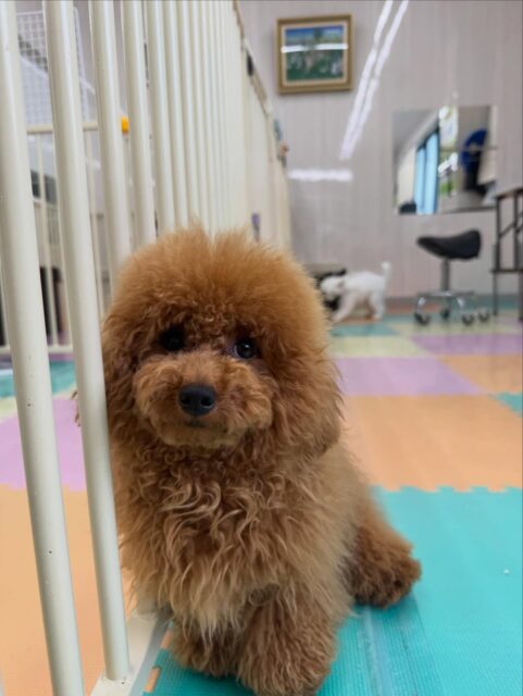 ププちゃん🐶
本日は大好きなモカちゃんやニコペットのちびっ子達と一緒に走り回ったりできて非常に満足そうな表情でした🤭
1日中走り回ったり、ワンプロを楽しんで夕方には少しまったりタイムをとっていました🤣
🐾🐶愛犬のお悩みご相談ください🐶🐾
@kenkohmura_official
↑フォロー待ってます↑
〒955-0091 新潟県三条市上須頃大割428−1
☎︎ 0256-35-2571
✉️ info@kenkohmura.jp
HP: http://kenkohmura.jp
LINE: https://lin.ee/7LIz5sb
#犬幸村#犬の幼稚園 #吠える、噛む #犬のしつけ #トイレ
トイプートイプー可愛いトイプー大好きトイプー可愛いすぎる