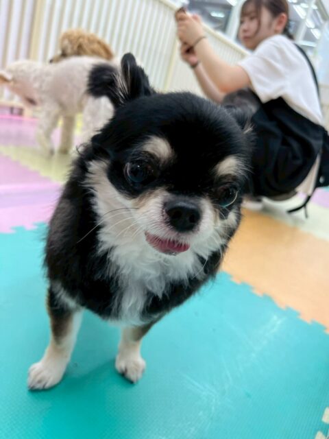 こまめちゃん＆カプチーノちゃん🐶
本日こまめちゃんはスタッフに名前を呼ばれて上機嫌、触られて上機嫌、可愛いねと言われて上機嫌可愛いすぎました😍

カプチーノちゃんはふうちゃんやモモちゃん、ププちゃん達にちょっかいを出されてブチギレ寸前でした🤣

🐾🐶愛犬のお悩みご相談ください🐶🐾
@kenkohmura_official
 ↑フォロー待ってます↑

〒955-0091 新潟県三条市上須頃大割４２８−１
☎︎ 0256-35-2571
✉️ info@kenkohmura.jp
HP: http://kenkohmura.jp
LINE: https://lin.ee/7LIz5sb

#犬幸村#犬の幼稚園 #吠える、噛む #犬のしつけ #トイレ
チワワチワワ可愛いチワワ大好きチワワ倶楽部チワワ可愛いすぎる