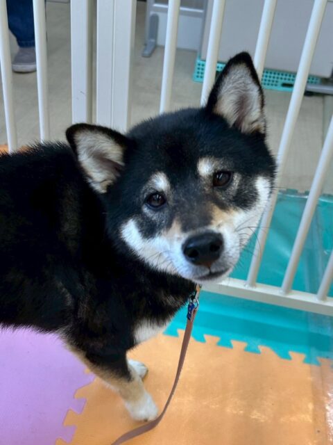 つむぎちゃん🐶
本日はニコペットのちびっ子達を最初警戒したり、少し唸ったりしていましたが、だんだん自分から匂いを嗅いだり、みんなと一緒に走り出したりして、尻尾もぶんぶん振っていて、かなり成長を感じられました👍

🐾🐶愛犬のお悩みご相談ください🐶🐾
@kenkohmura_official
 ↑フォロー待ってます↑

〒955-0091 新潟県三条市上須頃大割４２８−１
☎︎ 0256-35-2571
✉️ info@kenkohmura.jp
HP: http://kenkohmura.jp
LINE: https://lin.ee/7LIz5sb

#犬幸村#犬の幼稚園 #吠える、噛む #犬のしつけ #トイレ
柴犬柴犬可愛い柴犬大好き柴犬可愛いすぎる