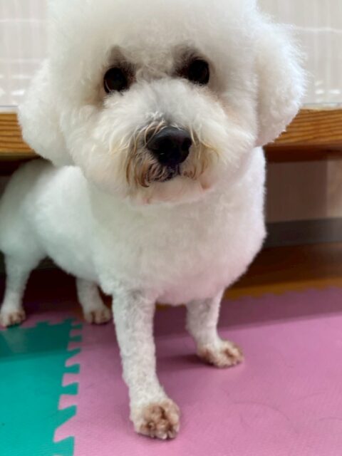よもぎちゃん🐶
本日はやん丸に挨拶をして、みんなの匂いを嗅ぎに行ったり、挨拶をて回ったりしてかなり動き回っている日となりました🤭
🐾🐶愛犬のお悩みご相談ください🐶🐾
@kenkohmura_official
↑フォロー待ってます↑
〒955-0091 新潟県三条市上須頃大割428−1
☎︎ 0256-35-2571
✉️ info@kenkohmura.jp
HP: http://kenkohmura.jp
LINE: https://lin.ee/7LIz5sb
#犬幸村#犬の幼稚園 #吠える、噛む #犬のしつけ #トイレ
ミックスミックス犬ミックス犬可愛いミックス犬大好きミックス犬倶楽部