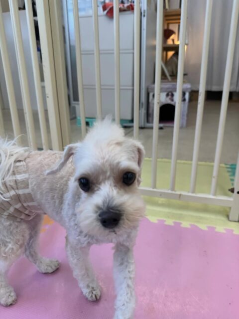 神威ちゃん🐶
本日は朝からハイテンションでひなたちゃんやププちゃん、モモちゃん達と走り回ったり、みんなで激しいワンプロを仕掛けあったりして過ごしていました🤭

🐾🐶愛犬のお悩みご相談ください🐶🐾
@kenkohmura_official
 ↑フォロー待ってます↑

〒955-0091 新潟県三条市上須頃大割４２８−１
☎︎ 0256-35-2571
✉️ info@kenkohmura.jp
HP: http://kenkohmura.jp
LINE: https://lin.ee/7LIz5sb

#犬幸村#犬の幼稚園 #吠える、噛む #犬のしつけ #トイレ
ミックスミックス犬ミックス犬可愛いミックス犬大好きミックス犬倶楽部