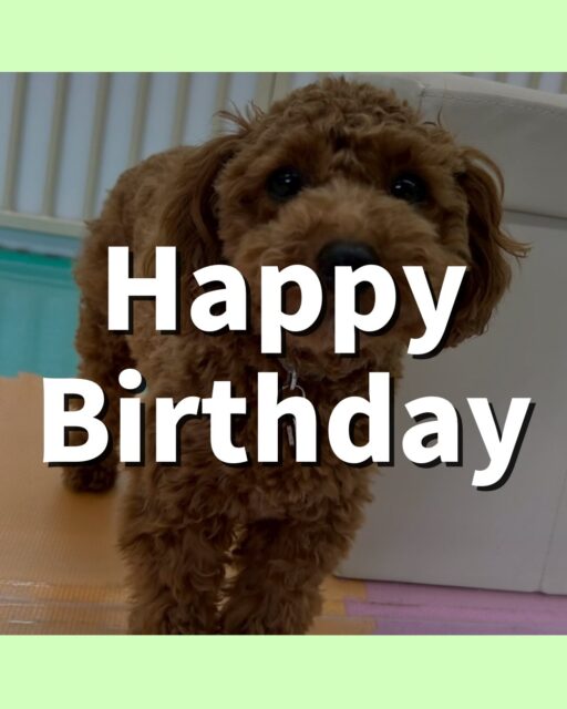モカちゃん🐶
お誕生日おめでとうございます🎂👏🏻
ニコペットにいるチワワちゃんや仲良しのププちゃんと楽しそうに遊んだり、走り回っていました✨️
🐾🐶愛犬のお悩みご相談ください🐶🐾
@kenkohmura_official
 ↑フォロー待ってます↑

〒955-0091 新潟県三条市上須頃大割４２８−１
☎︎ 0256-35-2571
✉️ info@kenkohmura.jp
HP: http://kenkohmura.jp
LINE: https://lin.ee/7LIz5sb

#犬幸村#犬の幼稚園 #吠える噛む #犬のしつけ #トイレ
 トイプードル トイプードル可愛い トイプードル大好き