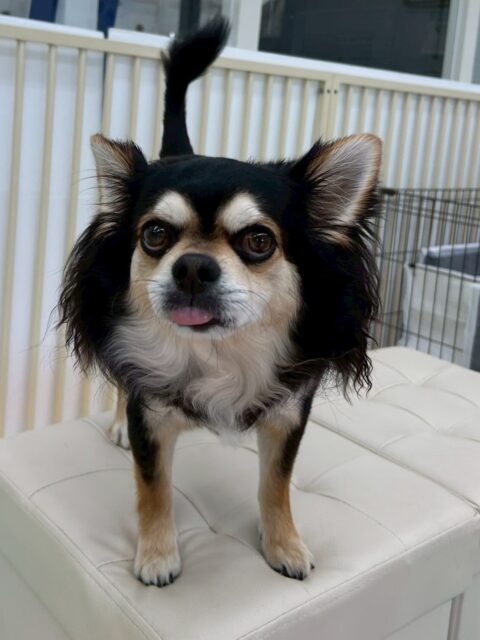 ゴロー丸ちゃん🐶
本日はニコペットのチワワが気に入ったのか匂いを嗅いだり、追いかけっこをしたりして楽しんでいました🤭
他にもモカちゃんやププちゃん達にちょっかいを出されたり、ニコペットのちびっ子達に匂いを嗅がれたりしていました👍
🐾🐶愛犬のお悩みご相談ください🐶🐾
@kenkohmura_official
↑フォロー待ってます↑
〒955-0091 新潟県三条市上須頃大割428−1
☎︎ 0256-35-2571
✉️ info@kenkohmura.jp
HP: http://kenkohmura.jp
LINE: https://lin.ee/7LIz5sb
#犬幸村#犬の幼稚園 #吠える、噛む #犬のしつけ #トイレ
チワワチワワ可愛いチワワ大好きチワワ倶楽部チワワ可愛いすぎる