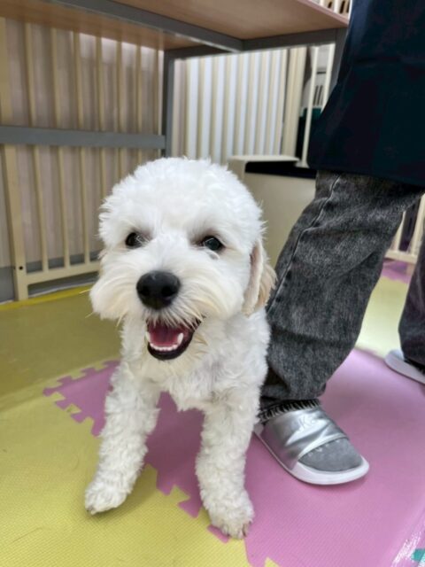 ふうちゃん🐶
本日歯磨きトレーニングを開始して5ヶ月が経ちました🦷
歯の状態は綺麗にキープされていて非常に良いのでこのまま継続を意識して頑張りましょう✊

園内ではチャリーちゃんやくうちゃん達と1日中走り回ったり、激しいワンプロを仕掛けあったりして非常に白熱した1日なりました🤣

🐾🐶愛犬のお悩みご相談ください🐶🐾
@kenkohmura_official
 ↑フォロー待ってます↑

〒955-0091 新潟県三条市上須頃大割４２８−１
☎︎ 0256-35-2571
✉️ info@kenkohmura.jp
HP: http://kenkohmura.jp
LINE: https://lin.ee/7LIz5sb

#犬幸村#犬の幼稚園 #吠える、噛む #犬のしつけ #トイレ
ミックスミックス犬ミックス犬可愛いミックス犬大好きミックス犬倶楽部