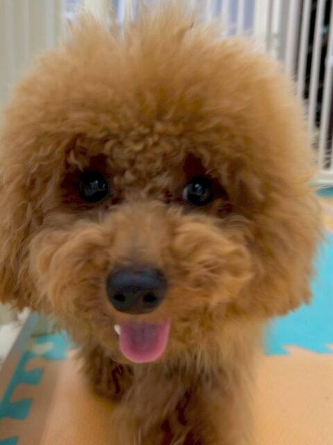 ププちゃん🐶
本日はニコペットのちびっ子達やマルちゃん、幸ちゃん達と走り回ったり、みんなでワンプロを楽しんだりして本日も満足そうなププちゃんでした👍

🐾🐶愛犬のお悩みご相談ください🐶🐾
@kenkohmura_official
 ↑フォロー待ってます↑

〒955-0091 新潟県三条市上須頃大割４２８−１
☎︎ 0256-35-2571
✉️ info@kenkohmura.jp
HP: http://kenkohmura.jp
LINE: https://lin.ee/7LIz5sb

#犬幸村#犬の幼稚園 #吠える、噛む #犬のしつけ #トイレ
トイプートイプー可愛いトイプー大好きトイプー倶楽部トイプー可愛いすぎる