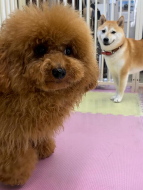 ププちゃん🐶
仲良しのポコちゃんやニコペットにいる子達と楽しそうに遊んでいました🎶
お散歩トレーニングも楽しそうに歩いていました✨️
🐾🐶愛犬のお悩みご相談ください🐶🐾
@kenkohmura_official
 ↑フォロー待ってます↑

〒955-0091 新潟県三条市上須頃大割４２８−１
☎︎ 0256-35-2571
✉️ info@kenkohmura.jp
HP: http://kenkohmura.jp
LINE: https://lin.ee/7LIz5sb

#犬幸村#犬の幼稚園 #吠える噛む #犬のしつけ #トイレ
 トイプードル トイプードル可愛い トイプードル大好き