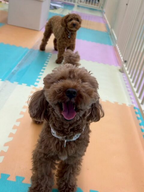 モカちゃん🐶
久しぶりの来園で最初は緊張をしたりして激しい討論がありましたが、だんだん思い出したのか優しく匂いを嗅いだり、挨拶をしたりして上手にコミュニケーションを取っていました👍
🐾🐶愛犬のお悩みご相談ください🐶🐾
@kenkohmura_official
↑フォロー待ってます↑
〒955-0091 新潟県三条市上須頃大割428−1
☎︎ 0256-35-2571
✉️ info@kenkohmura.jp
HP: http://kenkohmura.jp
LINE: https://lin.ee/7LIz5sb
#犬幸村#犬の幼稚園 #吠える、噛む #犬のしつけ #トイレ
トイプートイプー可愛いトイプー大好きトイプー可愛いすぎる