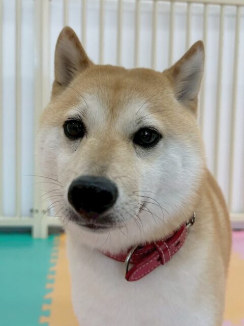 寅丸ちゃん🐶
バロンちゃんやつむぎちゃんと上手に挨拶したり、激しくおしゃべりしていました☺️
お散歩トレーニングやレーキング頑張っていました✨️
🐾🐶愛犬のお悩みご相談ください🐶🐾
@kenkohmura_official
 ↑フォロー待ってます↑

〒955-0091 新潟県三条市上須頃大割４２８−１
☎︎ 0256-35-2571
✉️ info@kenkohmura.jp
HP: http://kenkohmura.jp
LINE: https://lin.ee/7LIz5sb

#犬幸村#犬の幼稚園 #吠える噛む #犬のしつけ #トイレ
 豆柴 豆柴大好き 豆柴可愛い
