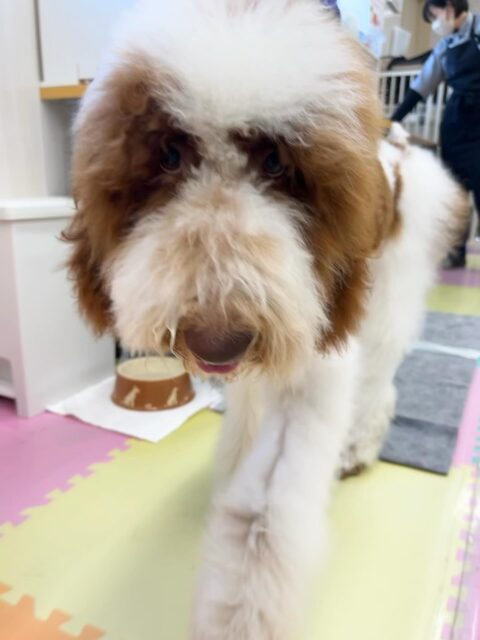 初来園のバロンちゃん🐶
ニコペットにいる子達追いかけたり、手を上手に使って遊んだりしていました✨️
お手入れやシャンプーもいい子にやらせてくれていました😆
🐾🐶愛犬のお悩みご相談ください🐶🐾
@kenkohmura_official
 ↑フォロー待ってます↑

〒955-0091 新潟県三条市上須頃大割４２８−１
☎︎ 0256-35-2571
✉️ info@kenkohmura.jp
HP: http://kenkohmura.jp
LINE: https://lin.ee/7LIz5sb

#犬幸村#犬の幼稚園 #吠える噛む #犬のしつけ #トイレ
 スタンダードプードル スタンダードプードル可愛い スタンダードプードル大好き
