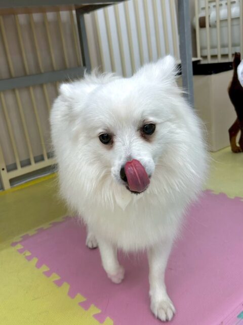 幸ちゃん🐶
本日はマルちゃんやとらのすけちゃん、カノアちゃん達と走り回ったり、みんなで匂いを嗅ぎ合ったりして過ごしていました🤭

お散歩トレーニングでは普段は止まったり、動かなくなってしまう道でしたが、走ってすいすい進んでくれてよかったです👍

🐾🐶愛犬のお悩みご相談ください🐶🐾
@kenkohmura_official
 ↑フォロー待ってます↑

〒955-0091 新潟県三条市上須頃大割４２８−１
☎︎ 0256-35-2571
✉️ info@kenkohmura.jp
HP: http://kenkohmura.jp
LINE: https://lin.ee/7LIz5sb

#犬幸村#犬の幼稚園 #吠える、噛む #犬のしつけ #トイレ
スピッツスピッツ大好きスピッツ倶楽部スピッツ可愛いすぎる