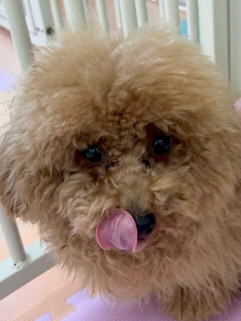 ププちゃん🐶
本日も朝から夕方までニコペットのちびっ子達と走り回ったり、ワンプロを仕掛けあったりして楽しんでいました🤭

もうみんなとお友達なププちゃん、ニコペットのちびっ子が一頭くるとテンションマックスなププちゃんでした😍

🐾🐶愛犬のお悩みご相談ください🐶🐾
@kenkohmura_official
 ↑フォロー待ってます↑

〒955-0091 新潟県三条市上須頃大割４２８−１
☎︎ 0256-35-2571
✉️ info@kenkohmura.jp
HP: http://kenkohmura.jp
LINE: https://lin.ee/7LIz5sb

#犬幸村#犬の幼稚園 #吠える、噛む #犬のしつけ #トイレ
トイプートイプー可愛いトイプー大好きトイプー可愛いすぎる