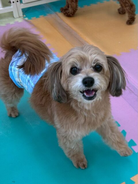 コジロウちゃん🐶
最近他の子達との壁がかなり薄くなってきたように感じます‼️ニコペットのちびっ子達やクッキーちゃん、よもぎちゃん達と一緒にいたり、近くにいることも増え非常な成長を感じます👍
このまま自分から遊びを誘えたり、お友達ができるように頑張っていきましょう✊
🐾🐶愛犬のお悩みご相談ください🐶🐾
@kenkohmura_official
↑フォロー待ってます↑
〒955-0091 新潟県三条市上須頃大割428−1
☎︎ 0256-35-2571
✉️ info@kenkohmura.jp
HP: http://kenkohmura.jp
LINE: https://lin.ee/7LIz5sb
#犬幸村#犬の幼稚園 #吠える、噛む #犬のしつけ #トイレ
ミックスミックス犬ミックス犬可愛いミックス犬大好きミックス犬倶楽部