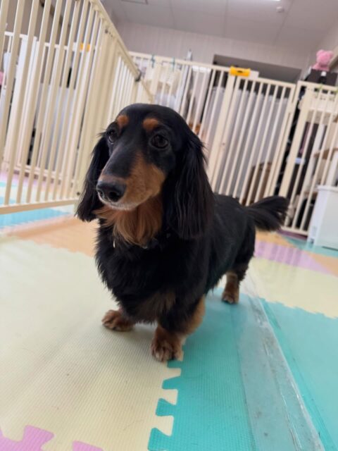 クッキーちゃん🐶
本日歯磨きトレーニングを開始して1年10ヶ月が経ちました
歯の状態はキープどころか少し綺麗になっています‼️このまま継続を意識して頑張りましょう✊
園内ではニコペットのちびっ子達にちょっかいをだされたり、モカちゃんに自分からアピールをしたりしてかなり動き回っていた1日でした👍
🐾🐶愛犬のお悩みご相談ください🐶🐾
@kenkohmura_official
↑フォロー待ってます↑
〒955-0091 新潟県三条市上須頃大割428−1
☎︎ 0256-35-2571
✉️ info@kenkohmura.jp
HP: http://kenkohmura.jp
LINE: https://lin.ee/7LIz5sb
#犬幸村#犬の幼稚園 #吠える、噛む #犬のしつけ #トイレ
ダックスダックス可愛いダックス倶楽部ダックス可愛すぎるダックス大好き