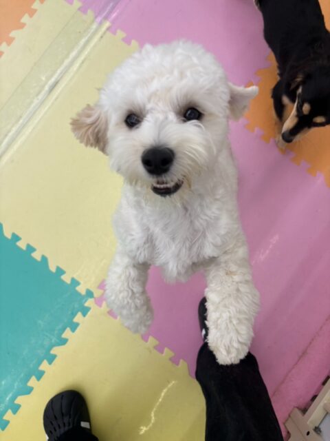 ふうちゃん🐶
本日はハニちゃんやきりまるちゃん、ぽん太達と走り回ったり、ワンプロを仕掛けあったりして激しめに楽しんでいました👍

🐾🐶愛犬のお悩みご相談ください🐶🐾
@kenkohmura_official
 ↑フォロー待ってます↑

〒955-0091 新潟県三条市上須頃大割４２８−１
☎︎ 0256-35-2571
✉️ info@kenkohmura.jp
HP: http://kenkohmura.jp
LINE: https://lin.ee/7LIz5sb

#犬幸村#犬の幼稚園 #吠える、噛む #犬のしつけ #トイレ
ミックスミックス犬ミックス犬可愛いミックス犬大好きミックス犬倶楽部