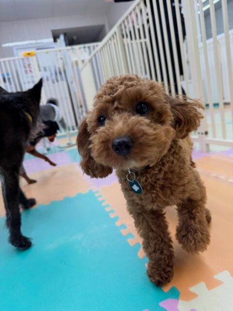 モカちゃん🐶
本日歯磨きトレーニングを開始して4ヶ月が経ちました🦷
しっかりとお家でも磨けているだろうなという結果でした‼️このまま継続を意識して頑張りましょう✊

園内では、きりまるちゃんや、ププちゃん、マロンちゃん達と走り回ったり、上に乗っかり合ったりして楽しんでいました👍

🐾🐶愛犬のお悩みご相談ください🐶🐾
@kenkohmura_official
 ↑フォロー待ってます↑

〒955-0091 新潟県三条市上須頃大割４２８−１
☎︎ 0256-35-2571
✉️ info@kenkohmura.jp
HP: http://kenkohmura.jp
LINE: https://lin.ee/7LIz5sb

#犬幸村#犬の幼稚園 #吠える、噛む #犬のしつけ #トイレ
トイプートイプー可愛いトイプー大好きトイプー倶楽部トイプー可愛いすぎる