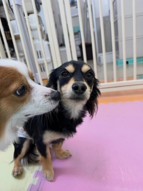 ハニちゃん🐶
本日は来てすぐにいろんな子達から匂いを嗅がれたり、みんなからお話をされたりしてびっくりしていましたが、すぐに慣れてみんなと走り回ったり、おしゃべりをしたりして楽しんでいました👍

🐾🐶愛犬のお悩みご相談ください🐶🐾
@kenkohmura_official
 ↑フォロー待ってます↑

〒955-0091 新潟県三条市上須頃大割４２８−１
☎︎ 0256-35-2571
✉️ info@kenkohmura.jp
HP: http://kenkohmura.jp
LINE: https://lin.ee/7LIz5sb

#犬幸村#犬の幼稚園 #吠える、噛む #犬のしつけ #トイレ
ミックスミックス犬ミックス犬可愛いミックス犬大好きミックス犬倶楽部