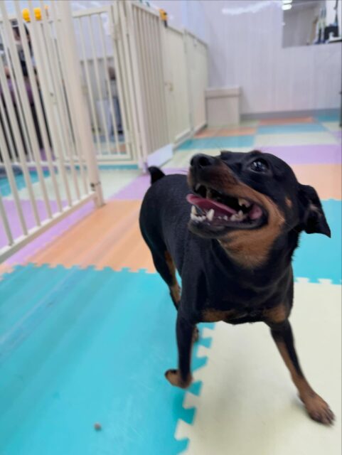 クールちゃん＆カノアちゃん🐶
本日は2頭とも、ポコちゃん＆まるちゃんに大量にちょっかいを出されたりしてしつこいよ‼️とブチギレいました🤭

他にもカノアちゃんはスタッフに相変わらずデレデレていてくれて、自分から走ってくると撫でて〜とアピールをしてきてくれました👍

クールちゃんカノアちゃんと一緒に、ニコペットのちびっ子達に挨拶をしたり、匂いを嗅いでみたりして過ごしていました🤭

🐾🐶愛犬のお悩みご相談ください🐶🐾
@kenkohmura_official
 ↑フォロー待ってます↑

〒955-0091 新潟県三条市上須頃大割４２８−１
☎︎ 0256-35-2571
✉️ info@kenkohmura.jp
HP: http://kenkohmura.jp
LINE: https://lin.ee/7LIz5sb

#犬幸村#犬の幼稚園 #吠える、噛む #犬のしつけ #トイレ
ミニピンミニピン可愛いミックスミックス犬可愛い