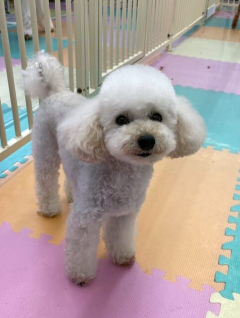 こむぎちゃん🐶
もこちゃんに匂い嗅がれていたり、スタッフの膝の上で休んだりしていました😄
小さい子たちに遊びに誘われていたりもしていました✨️
🐾🐶愛犬のお悩みご相談ください🐶🐾
@kenkohmura_official
 ↑フォロー待ってます↑

〒955-0091 新潟県三条市上須頃大割４２８−１
☎︎ 0256-35-2571
✉️ info@kenkohmura.jp
HP: http://kenkohmura.jp
LINE: https://lin.ee/7LIz5sb

#犬幸村#犬の幼稚園 #吠える噛む #犬のしつけ #トイレ
 トイプードル トイプードル大好き トイプードル可愛い