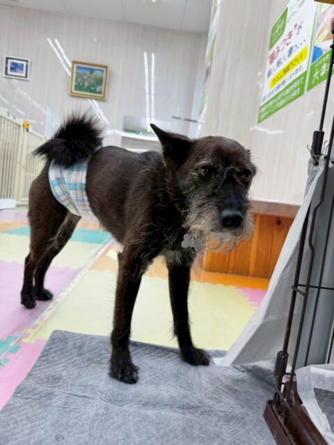 小乃輔ちゃん🐶
今日はチャリーちゃんやペリーちゃんと楽しくおしゃべりをしていました😆
お散歩ではペースを合わせながら上手に歩いてくれました👏

🐾🐶愛犬のお悩みご相談ください🐶🐾
@kenkohmura_official
 ↑フォロー待ってます↑

〒955-0091 新潟県三条市上須頃大割４２８−１
☎︎ 0256-35-2571
✉️ info@kenkohmura.jp
HP: http://kenkohmura.jp
LINE: https://lin.ee/7LIz5sb

#犬幸村#犬の幼稚園 #吠える、噛む #犬のしつけ #トイレ
ミックス犬　mix犬　ミックス犬だいすき