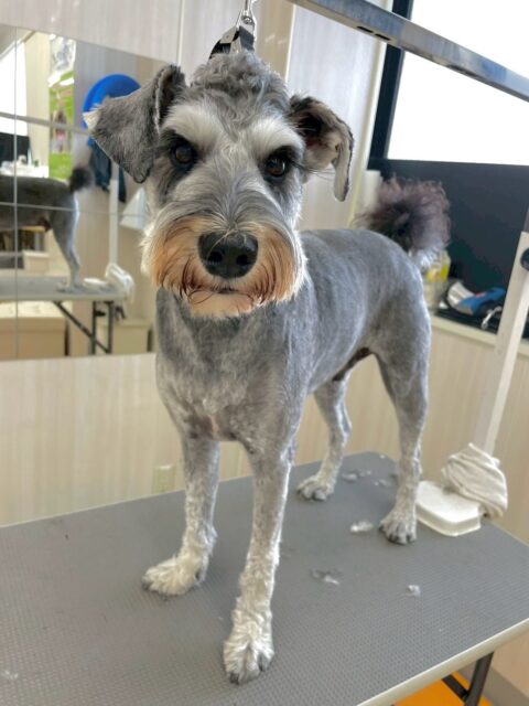 ペリーちゃん🐶
本日歯磨きトレーニングを開始して1年8ヶ月が経ちました
歯の状態は少し黄色くなってきている部分があるので意識をして磨いていきましょう✊

園内では、ヤンチャ組でみんなと走り回ったり、激しめのワンプロを仕掛けあったりして非常に楽しそうに遊べていました👍

🐾🐶愛犬のお悩みご相談ください🐶🐾
@kenkohmura_official
 ↑フォロー待ってます↑

〒955-0091 新潟県三条市上須頃大割４２８−１
☎︎ 0256-35-2571
✉️ info@kenkohmura.jp
HP: http://kenkohmura.jp
LINE: https://lin.ee/7LIz5sb

#犬幸村#犬の幼稚園 #吠える、噛む #犬のしつけ #トイレ
シュナウザーシュナウザー可愛いシュナウザー大好きシュナウザー倶楽部