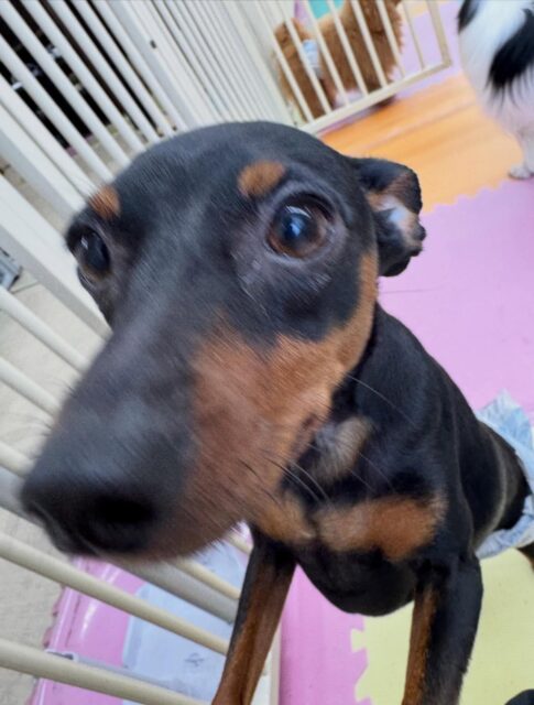 ちょこたんちゃん🐶
本日歯磨きトレーニングを開始して1年10ヶ月が経ちました
歯の状態極めて良好のためこのまま頑張って継続していきましょう✊

園内では、ププちゃんやすけちゃん、ぽん太達と走り回ったり、ワンプロを仕掛けあったりして楽しんでいました👍

🐾🐶愛犬のお悩みご相談ください🐶🐾
@kenkohmura_official
 ↑フォロー待ってます↑

〒955-0091 新潟県三条市上須頃大割４２８−１
☎︎ 0256-35-2571
✉️ info@kenkohmura.jp
HP: http://kenkohmura.jp
LINE: https://lin.ee/7LIz5sb

#犬幸村#犬の幼稚園 #吠える、噛む #犬のしつけ #トイレ
ミニピンミニピン可愛いミニピン倶楽部ミニピン可愛いすぎる