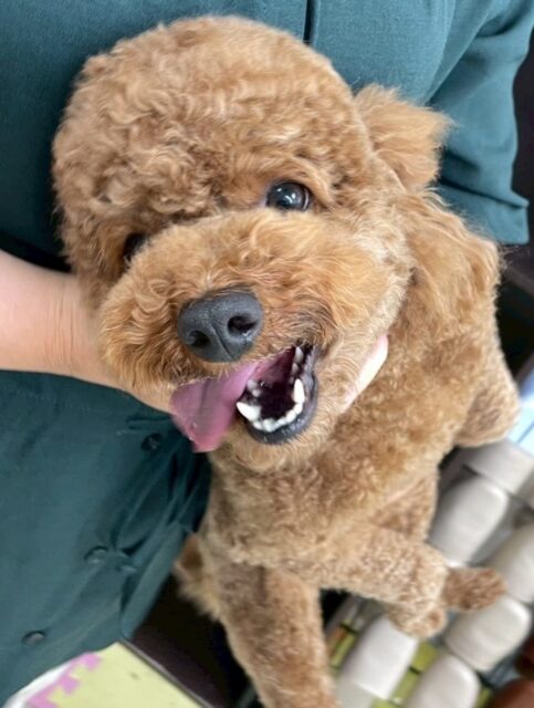 モコちゃん🐶
ニコペットにチワワちゃんやコジロウちゃんを追いかけていました😊
お手入れやカット頑張っていました✂️
🐾🐶愛犬のお悩みご相談ください🐶🐾
@kenkohmura_official
 ↑フォロー待ってます↑

〒955-0091 新潟県三条市上須頃大割４２８−１
☎︎ 0256-35-2571
✉️ info@kenkohmura.jp
HP: http://kenkohmura.jp
LINE: https://lin.ee/7LIz5sb

#犬幸村#犬の幼稚園 #吠える噛む #犬のしつけ #トイレ
 トイプードル トイプードル可愛い トイプードル大好き