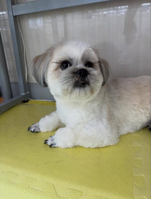 ゆずちゃん🐶
本日は朝から神威ちゃんやまるちゃん達と走り回ったり、みんなでワンプロを楽しんだりして過ごしていました🤭
遊びすぎてカット中はいつも以上に大人しくカットさせてくれました🤣

🐾🐶愛犬のお悩みご相談ください🐶🐾
@kenkohmura_official
 ↑フォロー待ってます↑

〒955-0091 新潟県三条市上須頃大割４２８−１
☎︎ 0256-35-2571
✉️ info@kenkohmura.jp
HP: http://kenkohmura.jp
LINE: https://lin.ee/7LIz5sb

#犬幸村#犬の幼稚園 #吠える、噛む #犬のしつけ #トイレ
ミックスミックス犬ミックス犬可愛いミックス犬大好きミックス犬倶楽部