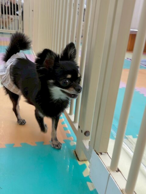ひなたちゃん🐶
本日は神威ちゃんやププちゃん、大好きなベン達と歩き回ったり、挨拶をしたり、匂いを嗅ぎ合ったりしてコミュニケーションをとっていました👍

🐾🐶愛犬のお悩みご相談ください🐶🐾
@kenkohmura_official
 ↑フォロー待ってます↑

〒955-0091 新潟県三条市上須頃大割４２８−１
☎︎ 0256-35-2571
✉️ info@kenkohmura.jp
HP: http://kenkohmura.jp
LINE: https://lin.ee/7LIz5sb

#犬幸村#犬の幼稚園 #吠える、噛む #犬のしつけ #トイレ
チワワチワワ可愛いチワワ大好きチワワ倶楽部チワワ可愛いすぎる