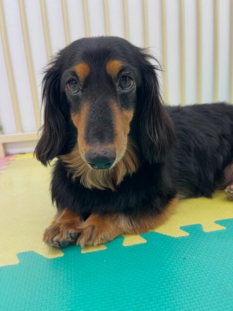 クッキーちゃん🐶
ニコペットにいるチワワちゃんに遊びに誘われていました😁
お散歩トレーニングではスタッフの指示聞いたり上手に歩いていました👏
🐾🐶愛犬のお悩みご相談ください🐶🐾
@kenkohmura_official
 ↑フォロー待ってます↑

〒955-0091 新潟県三条市上須頃大割４２８−１
☎︎ 0256-35-2571
✉️ info@kenkohmura.jp
HP: http://kenkohmura.jp
LINE: https://lin.ee/7LIz5sb

#犬幸村#犬の幼稚園 #吠える噛む #犬のしつけ #トイレ
 ミニチュアダックスフンド ミニチュアダックスフンド可愛い ミニチュアダックスフンド大好き