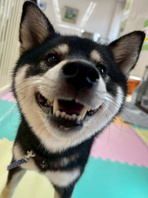 つむぎちゃん🐶
ニコペットにいるチワワちゃんが好きみたいで走ったりしていました✨️
初めて会う寅丸ちゃんと挨拶できていました！
🐾🐶愛犬のお悩みご相談ください🐶🐾
@kenkohmura_official
 ↑フォロー待ってます↑

〒955-0091 新潟県三条市上須頃大割４２８−１
☎︎ 0256-35-2571
✉️ info@kenkohmura.jp
HP: http://kenkohmura.jp
LINE: https://lin.ee/7LIz5sb

#犬幸村#犬の幼稚園 #吠える噛む #犬のしつけ #トイレ
 黒柴 黒柴大好き 黒柴可愛い