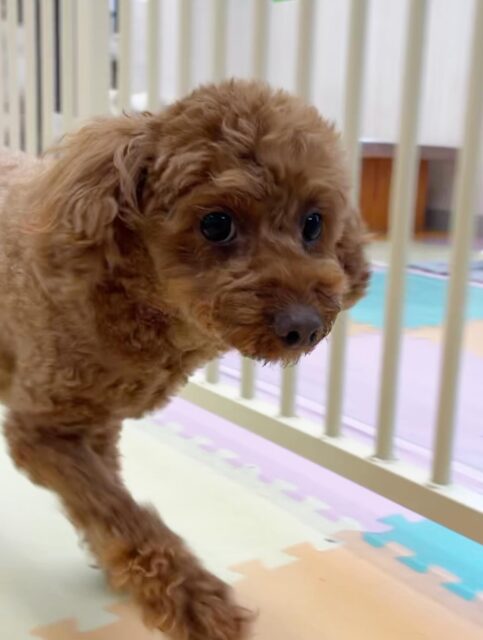もこちゃん🐶
コジロウちゃんの匂い嗅いだり、こむぎちゃんと挨拶していました😄
スタッフに撫でて〜と甘えたりもしていました🙌
🐾🐶愛犬のお悩みご相談ください🐶🐾
@kenkohmura_official
 ↑フォロー待ってます↑

〒955-0091 新潟県三条市上須頃大割４２８−１
☎︎ 0256-35-2571
✉️ info@kenkohmura.jp
HP: http://kenkohmura.jp
LINE: https://lin.ee/7LIz5sb

#犬幸村#犬の幼稚園 #吠える噛む #犬のしつけ #トイレ
 トイプードル トイプードル可愛い トイプードル大好き