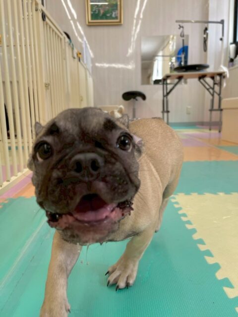 まるちゃん🐶
本日は朝からのりまきちゃんや、ププちゃん、神威ちゃん達と走り回ったり、激しいワンプロを仕掛けあったりして結局1日中遊び回っていました🤣

🐾🐶愛犬のお悩みご相談ください🐶🐾
@kenkohmura_official
 ↑フォロー待ってます↑

〒955-0091 新潟県三条市上須頃大割４２８−１
☎︎ 0256-35-2571
✉️ info@kenkohmura.jp
HP: http://kenkohmura.jp
LINE: https://lin.ee/7LIz5sb

#犬幸村#犬の幼稚園 #吠える、噛む #犬のしつけ #トイレ
フレブルフレブル可愛いフレブル大好きフレブル倶楽部フレブル可愛いすぎる