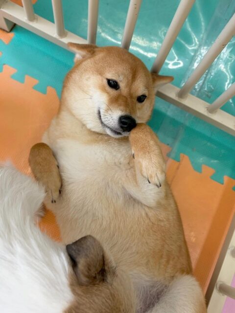 のりまきちゃん🐶
本日はまるちゃんや神威ちゃん、ゆずちゃん達と走り回ったり、みんなで激しいワンプロを仕掛けあったりして楽しそうに過ごしていました👍

🐾🐶愛犬のお悩みご相談ください🐶🐾
@kenkohmura_official
 ↑フォロー待ってます↑

〒955-0091 新潟県三条市上須頃大割４２８−１
☎︎ 0256-35-2571
✉️ info@kenkohmura.jp
HP: http://kenkohmura.jp
LINE: https://lin.ee/7LIz5sb

#犬幸村#犬の幼稚園 #吠える、噛む #犬のしつけ #トイレ
柴犬柴犬可愛い柴犬大好き柴犬倶楽部柴犬可愛いすぎる