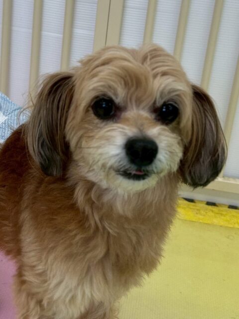 コジロウちゃん🐶
スタッフに触って〜とあまえたり、もこちゃんと挨拶していました😊
お散歩トレーニングではニコペットスタッフさんに撫でてもらっていました🙌
🐾🐶愛犬のお悩みご相談ください🐶🐾
@kenkohmura_official
 ↑フォロー待ってます↑

〒955-0091 新潟県三条市上須頃大割４２８−１
☎︎ 0256-35-2571
✉️ info@kenkohmura.jp
HP: http://kenkohmura.jp
LINE: https://lin.ee/7LIz5sb

#犬幸村#犬の幼稚園 #吠える噛む #犬のしつけ #トイレ
 ミックス犬 ミックス犬可愛い ミックス犬大好き