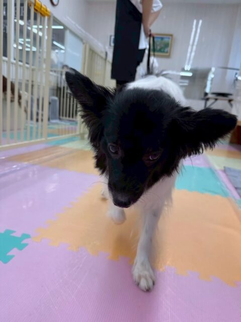 リラちゃん🐶
本日園内では大好きなマロンちゃんとぽん太とまったり落ち着きながら過ごしていました👍
他にもスタッフと激しい手遊びをしたり、マロンちゃんにかまって攻撃をしたりして過ごしていました🤭

🐾🐶愛犬のお悩みご相談ください🐶🐾
@kenkohmura_official
 ↑フォロー待ってます↑

〒955-0091 新潟県三条市上須頃大割４２８−１
☎︎ 0256-35-2571
✉️ info@kenkohmura.jp
HP: http://kenkohmura.jp
LINE: https://lin.ee/7LIz5sb

#犬幸村#犬の幼稚園 #吠える、噛む #犬のしつけ #トイレ
ミックスミックス犬ミックス犬可愛いミックス犬大好きミックス犬倶楽部