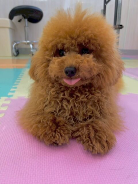ププちゃん🐶
本日もニコペットのちびっ子達やぽん太と仲良く激しく、遊び回っていました🤭
スタッフにも甘えん坊さんで可愛いププちゃんでした😍
🐾🐶愛犬のお悩みご相談ください🐶🐾
@kenkohmura_official
↑フォロー待ってます↑
〒955-0091 新潟県三条市上須頃大割428−1
☎︎ 0256-35-2571
✉️ info@kenkohmura.jp
HP: http://kenkohmura.jp
LINE: https://lin.ee/7LIz5sb
#犬幸村#犬の幼稚園 #吠える、噛む #犬のしつけ #トイレ
トイプートイプー可愛いトイプー可愛いすぎるトイプー倶楽部