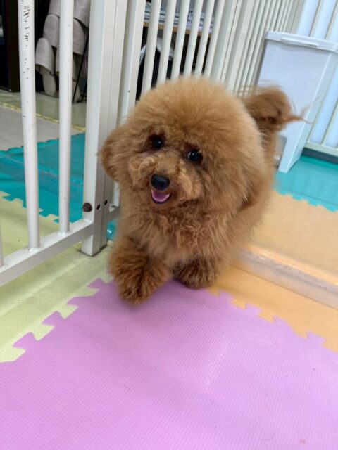 ププちゃん🐶
本日はまるちゃんと1日中激しめなワンプロをずーっとしていて、たまに幼稚園体験の子達や神威ちゃんやゆずちゃん達も入れて走り回ったりして遊んでいました🤭

🐾🐶愛犬のお悩みご相談ください🐶🐾
@kenkohmura_official
 ↑フォロー待ってます↑

〒955-0091 新潟県三条市上須頃大割４２８−１
☎︎ 0256-35-2571
✉️ info@kenkohmura.jp
HP: http://kenkohmura.jp
LINE: https://lin.ee/7LIz5sb

#犬幸村#犬の幼稚園 #吠える、噛む #犬のしつけ #トイレ
トイプートイプー可愛いトイプー大好きトイプー倶楽部トイプー可愛いすぎる