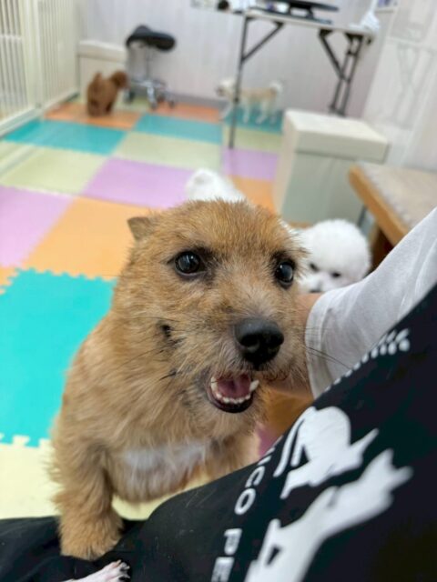 本日の鶴丸🐶
本日はスタッフはが、別の子達を撫でたりしていると必ず入ってきて1番良いポジションを取っていたり、つむぎちゃんやコタローちゃん達と激しいお話し合いをしたり、走り回ったりして過ごしていました👍
🐾🐶愛犬のお悩みご相談ください🐶🐾
@kenkohmura_official
↑フォロー待ってます↑
〒955-0091 新潟県三条市上須頃大割428−1
☎︎ 0256-35-2571
✉️ info@kenkohmura.jp
HP: http://kenkohmura.jp
LINE: https://lin.ee/7LIz5sb
#犬幸村#犬の幼稚園 #吠える、噛む #犬のしつけ #トイレ
ノーリッチテリアノーリッチテリア可愛いノーリッチテリア倶楽部ノーリッチテリア大好き