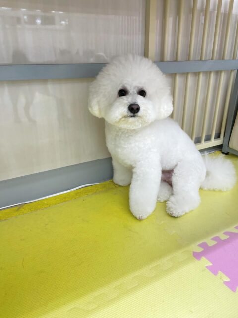 ピピちゃん🐶
今日は園内を探検したり、スタッフに甘えたりしていました🥰
すけちゃんに遊ぼうよー！とアタックされていましたが乗り気ではなかったようです😆

🐾🐶愛犬のお悩みご相談ください🐶🐾
@kenkohmura_official
 ↑フォロー待ってます↑

〒955-0091 新潟県三条市上須頃大割４２８−１
☎︎ 0256-35-2571
✉️ info@kenkohmura.jp
HP: http://kenkohmura.jp
LINE: https://lin.ee/7LIz5sb

#犬幸村#犬の幼稚園 #吠える、噛む #犬のしつけ #トイレ
ビションフリーゼ　ビション　ビションだいすき